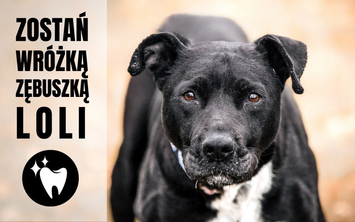 Zbiórka Zostań wróżką zębuszką Loli - zdjęcie główne