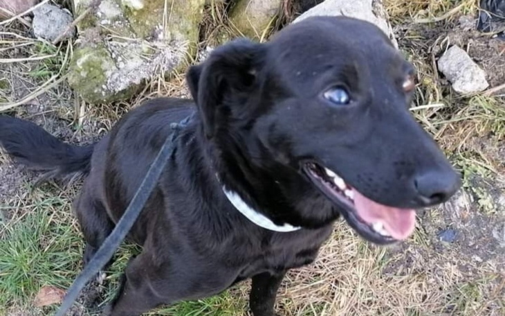 Zbiórka Transport dla Florci - zdjęcie główne