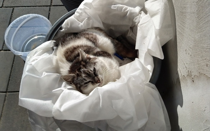 Zbiórka Leczenie kota pilne - zdjęcie główne