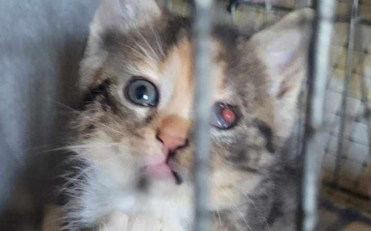 Zbiórka oczko Fatimki - zdjęcie główne