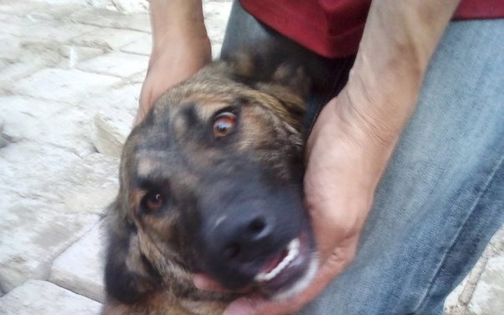 Zbiórka Pomóżmy Pusi znaleźć dom - zdjęcie główne