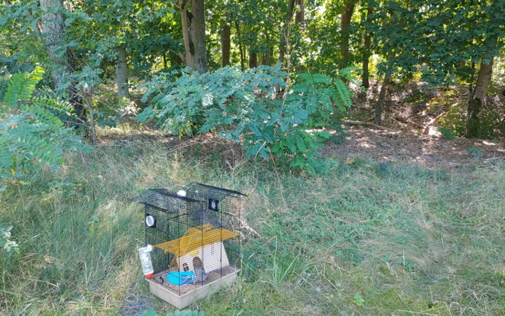 Zbiórka Szczurek porzucony w lesie - zdjęcie główne