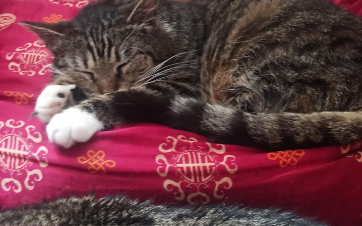 Kot śpiący na czerwonym kocu, z zamkniętymi oczami.