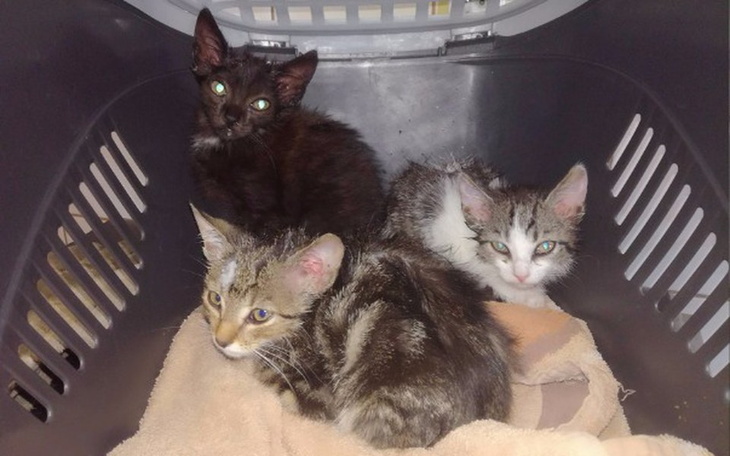 Zbiórka Kocie szkieleciki z RODOS - zdjęcie główne