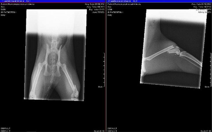 Zbiórka Operacja połamanego uda kotki - zdjęcie główne
