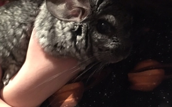 Zbiórka Na leczenie szynszyli Edwarda - zdjęcie główne