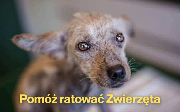 Piesek w potrzebie, czekający na pomoc i nowy dom.