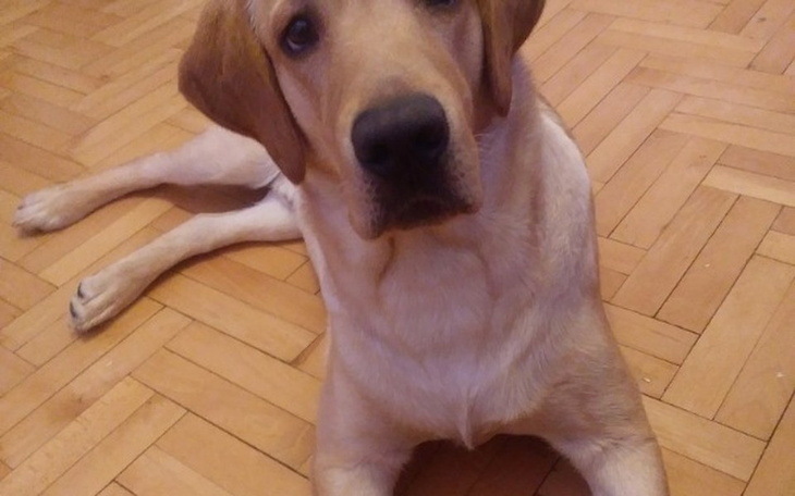 Zbiórka Pomóżcie uzbierać na operacje - zdjęcie główne