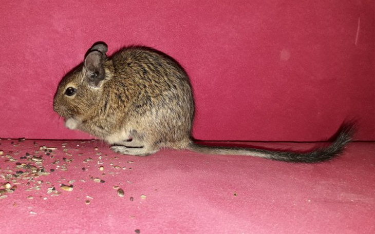 Zbiórka Lipiec "u Kociary" - zdjęcie główne