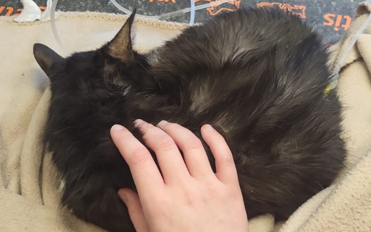 Zbiórka Operacja guza nerki Samci - zdjęcie główne