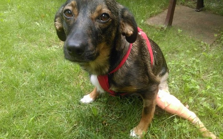 Zbiórka Operacja Diany - zdjęcie główne