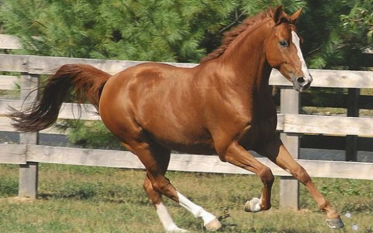 Zbiórka Zakup konia - zdjęcie główne