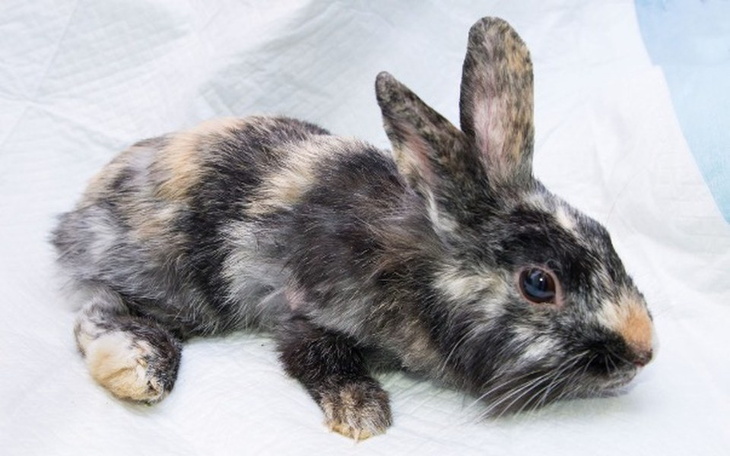 Zbiórka Na opłacenie faktur za leczenie - zdjęcie główne