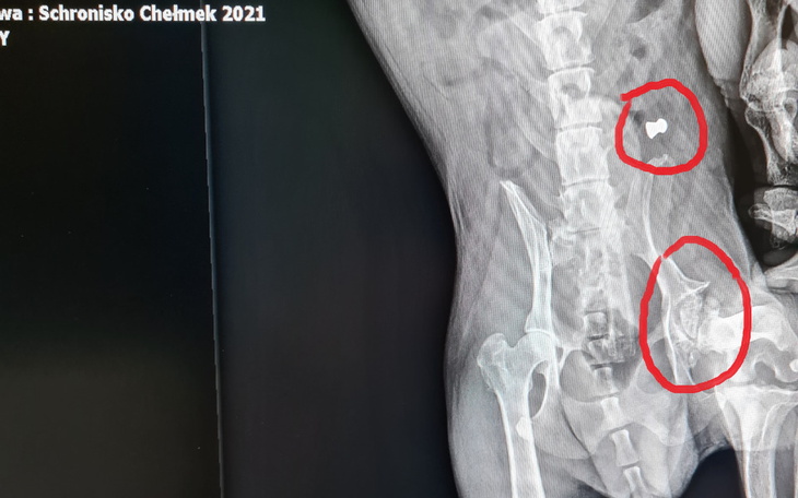 Zbiórka Pomoc dla Teo - zdjęcie główne