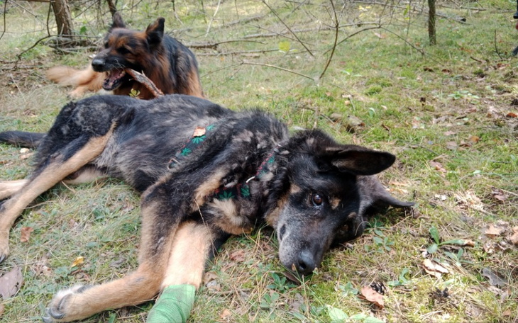 Zbiórka Wózek dla Barrego - zdjęcie główne