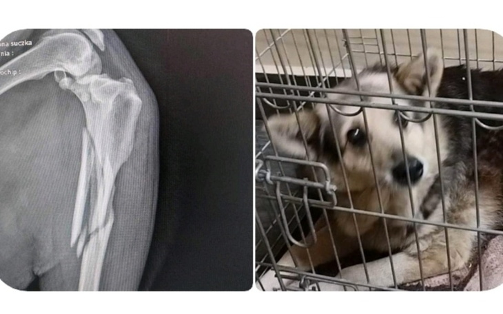 Zbiórka Ratujemy nogę staruszki - zdjęcie główne