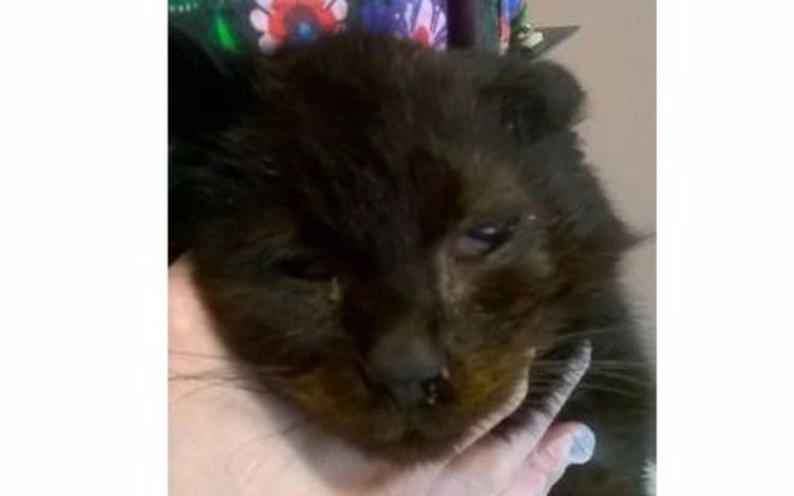 Zbiórka Na leczenie staruszka Guzika - zdjęcie główne