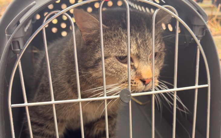 Kot w klatce, czekający na nowy dom.