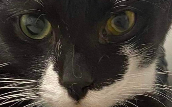 Zbliżenie na kota w czarno-białym umaszczeniu.