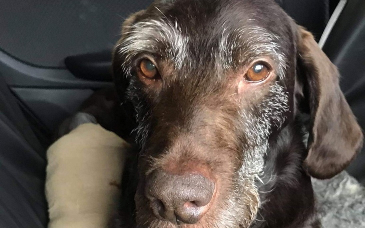 Zbiórka WYŻEŁ Yoris walczy o życie - zdjęcie główne