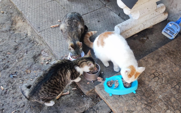 Trzy koty jedzące z misek na zewnątrz.