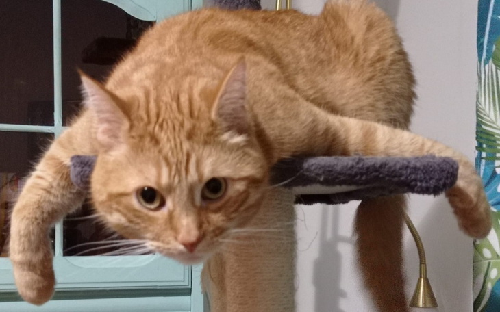 Zbiórka Pilna operacja kota Arfika - zdjęcie główne