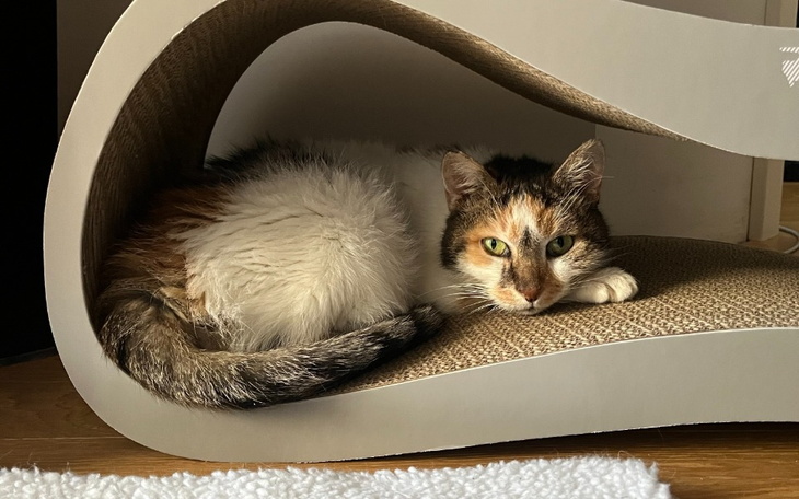 Kot leżący w nowoczesnym legowisku.