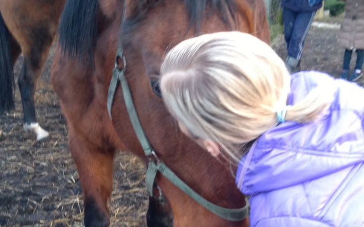 Zbiórka Azyl dla koni i innych zwierząt - zdjęcie główne