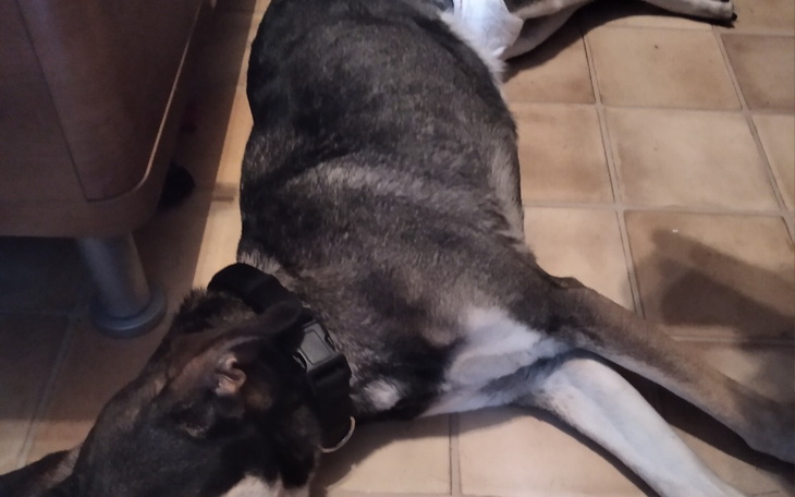 Zbiórka Dla ukochanej Neli - zdjęcie główne