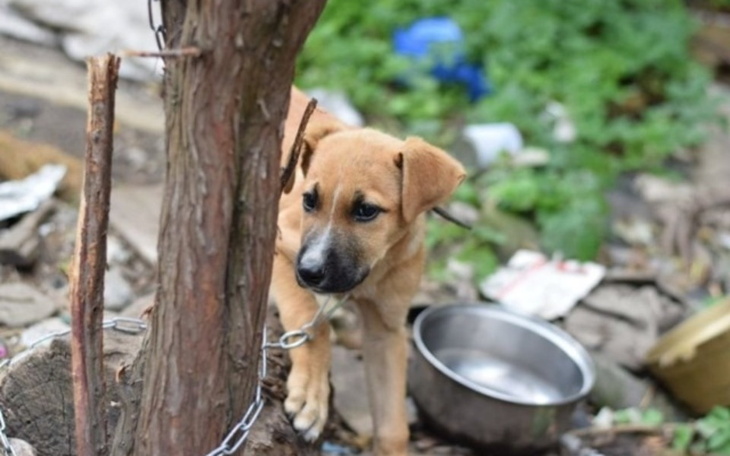 Zbiórka Schronisko pomocy - zdjęcie główne