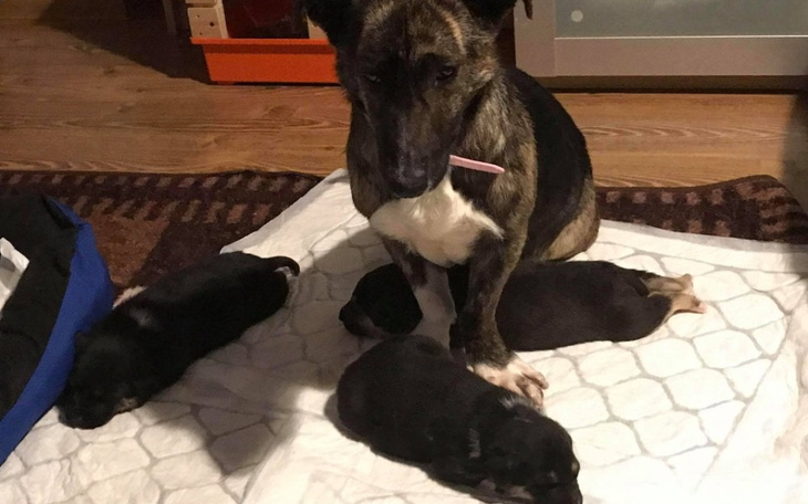 Zbiórka Profilaktyka Saby i jej dzieci - zdjęcie główne