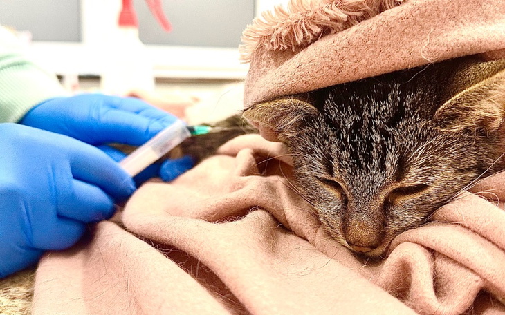 Zbiórka KOCI DŁUG u weta - zdjęcie główne