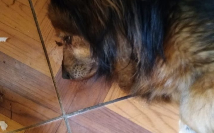 Zbiórka Misio,psi senior prosi o pomoc - zdjęcie główne