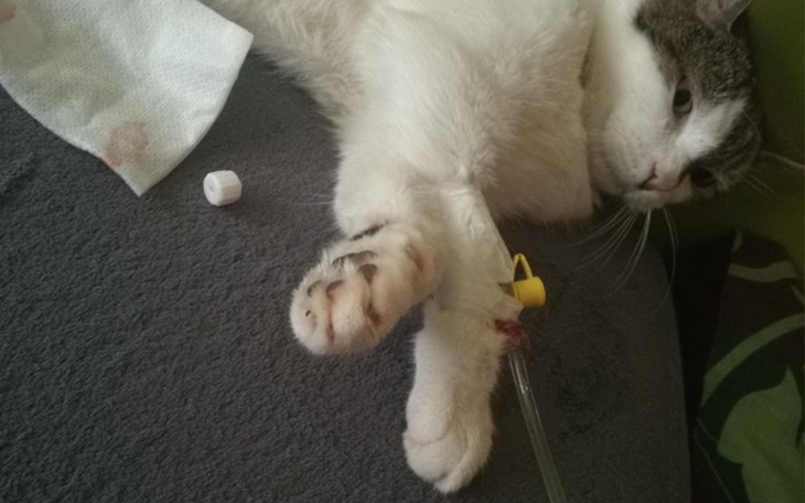 Zbiórka Reni potrzebuje waszej pomocy! - zdjęcie główne