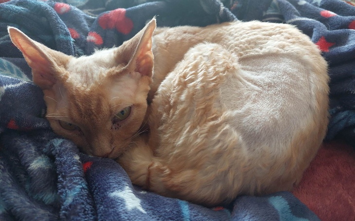 Zbiórka Kiwi vs FIP - zdjęcie główne