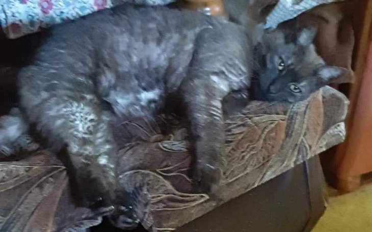 Zbiórka Pomoc dla Lorda - zdjęcie główne