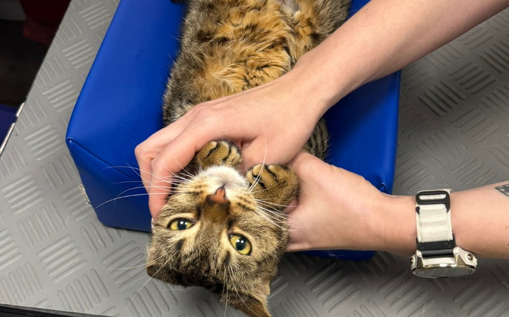 Weterynarz bada kota leżącego na stole.