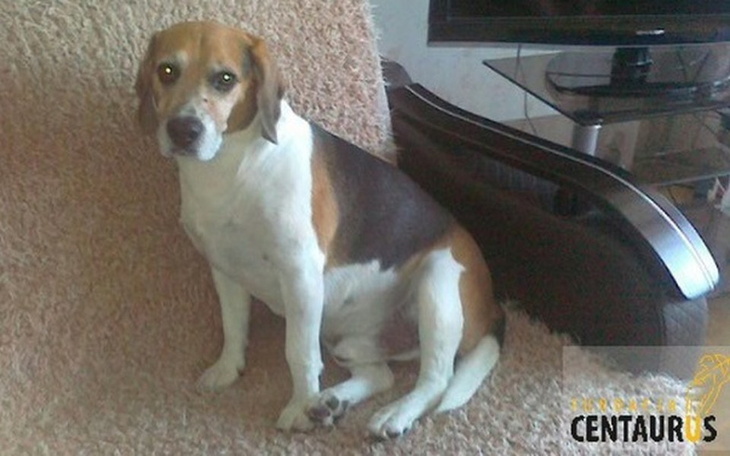 Zbiórka Apis bardzo prosi o pomoc. - zdjęcie główne