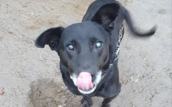 Zbiórka Na pomoc choremu na nowotwór psu - zdjęcie główne