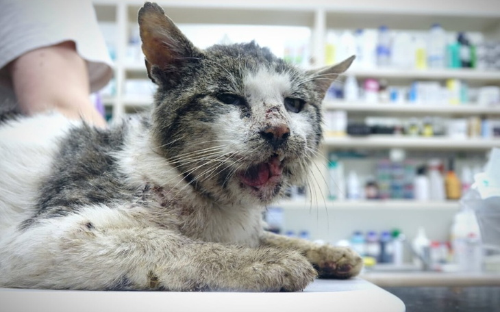 Zbiórka Kot zjadany żywcem przez larwy - zdjęcie główne