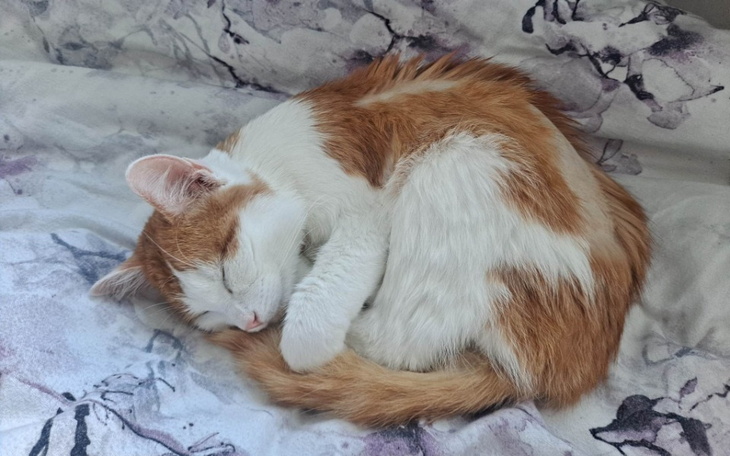 Zbiórka Zefir walczy o życie - zdjęcie główne