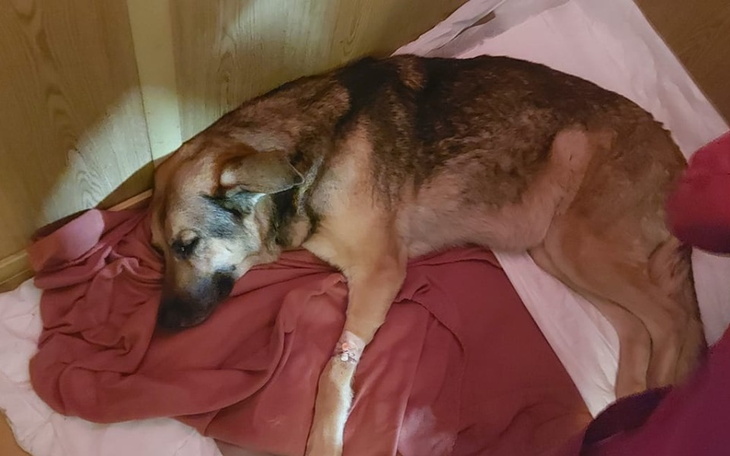 Zbiórka Koszt ratowania Bronki - zdjęcie główne