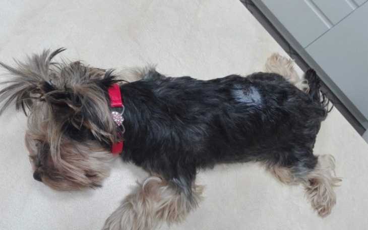 Zbiórka Operacja i leczenie pogryzionego - zdjęcie główne