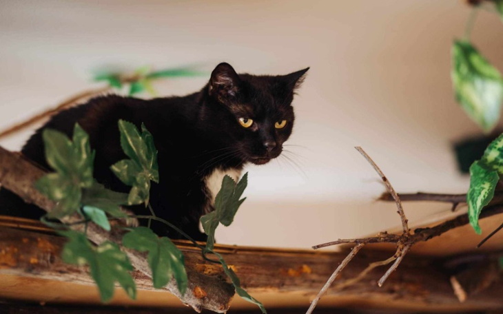 Zbiórka ZDROWY uśmiech NESKI - zdjęcie główne