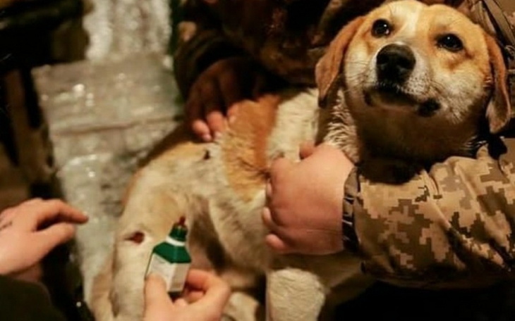 Zbiórka Psy z ukrainy - zdjęcie główne