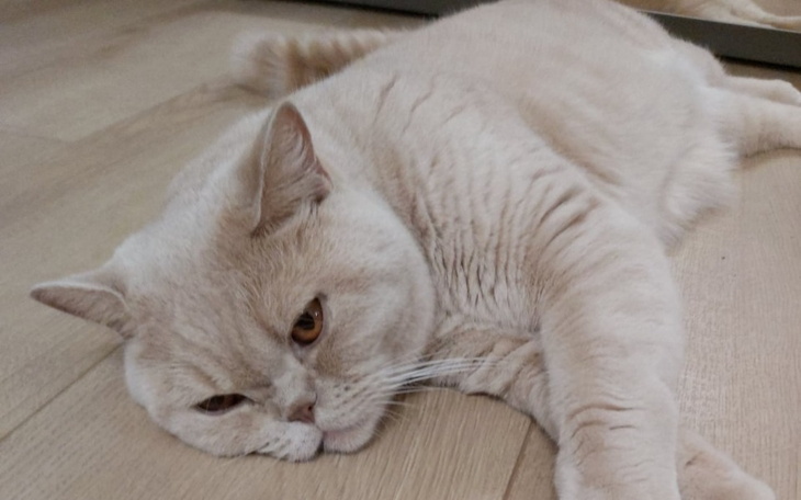 Zbiórka Operacja Kota Filemona - zdjęcie główne