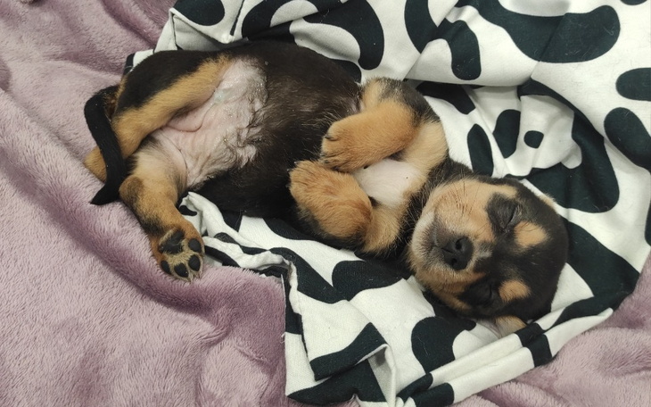 Zbiórka Walczymy o życie Zosi. - zdjęcie główne