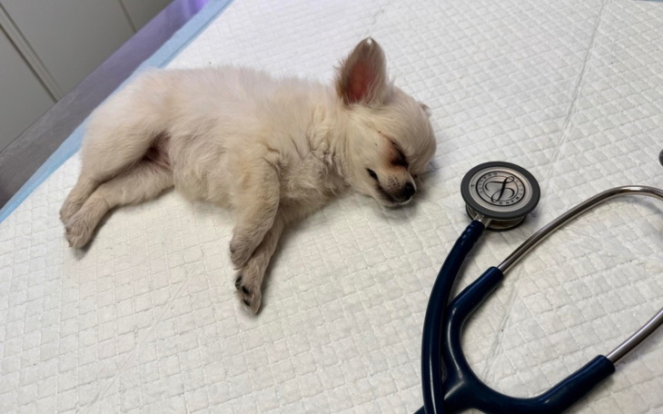 Zbiórka Profilaktyka szczeniąt - zdjęcie główne