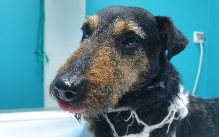 Zbiórka Donek ze złamaną nogą... - zdjęcie główne