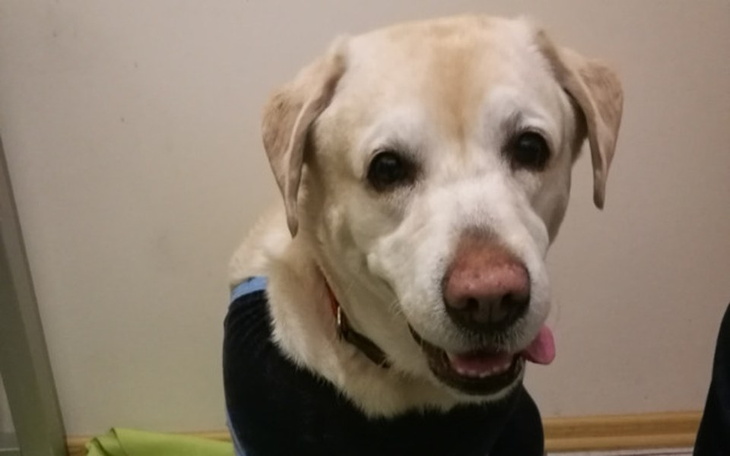 Zbiórka Pomoc dla Labi - zdjęcie główne